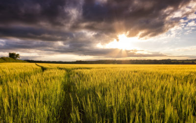 Weekly Executive Summary