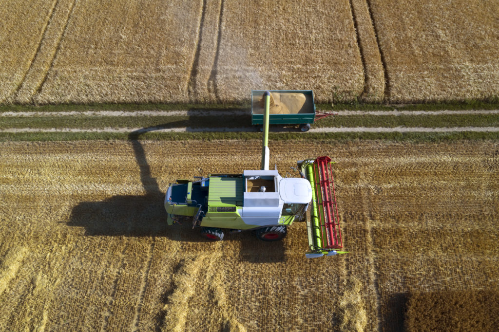 Combine harvester filling trailer with corn grain